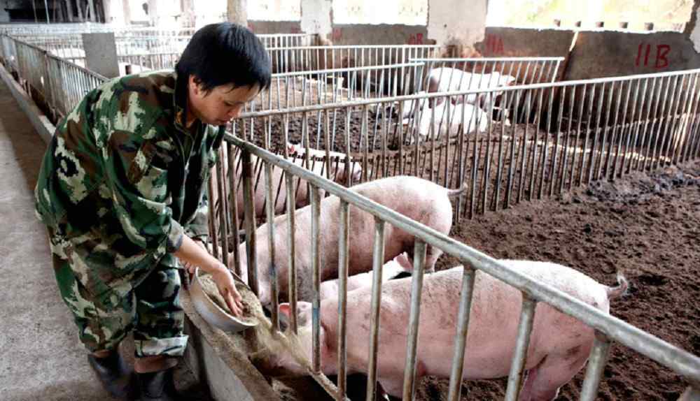 香猪种猪多少钱一只 肉质鲜美好味道 香猪种猪多少钱一只？