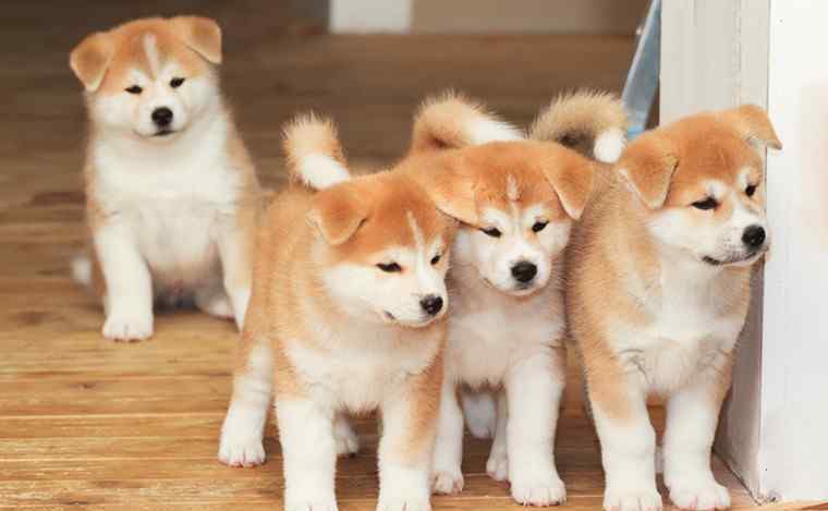 秋田犬多少钱 秋田犬售价多少钱一只 秋田犬和柴犬哪个贵？