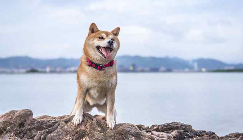 秋田犬价格 纯种秋田犬价格 爱狗的人士都想知道