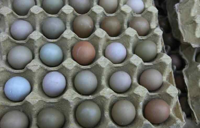 如何辨别真假鸡蛋 如何辨别真假鸡蛋 怎样才能买到真鸡蛋？