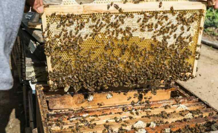蜂蜜真假鉴定方法 这些方法一定要知道 蜂蜜真假辨别方法有哪些？