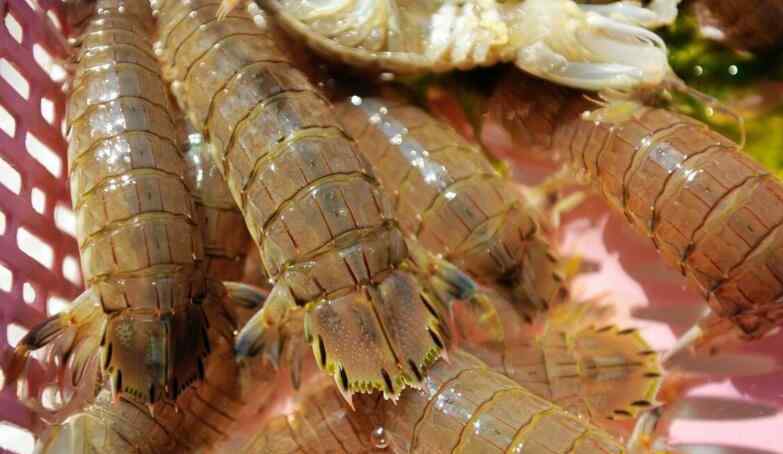 吃皮皮虾的禁忌 皮皮虾有什么营养价值 吃皮皮虾有哪些禁忌