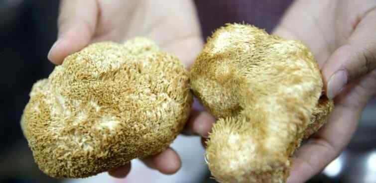 新鲜猴头菇 什么季节有新鲜猴头菇卖 猴头菇的功效与作用有哪些