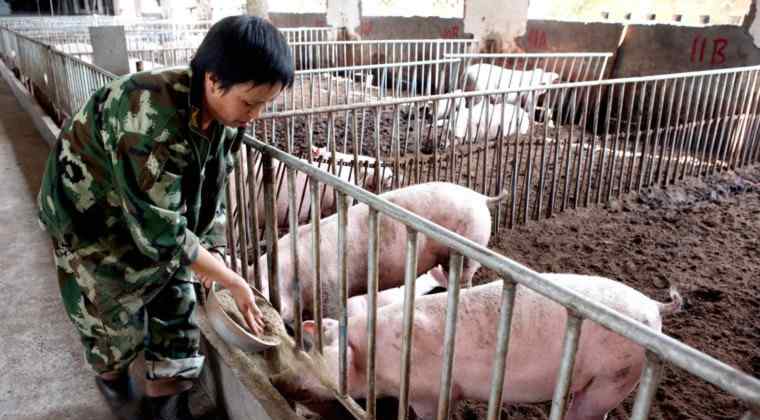内蒙发生非洲猪瘟 内蒙发生非洲猪瘟 猪瘟对生猪价格有影响吗？