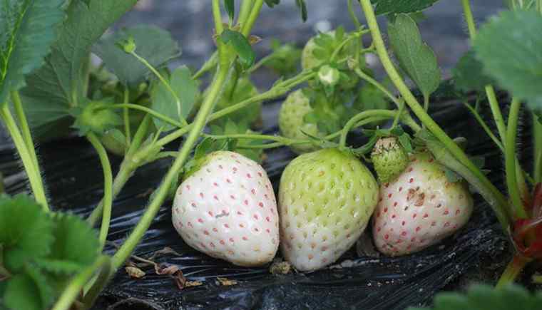白草莓价格多少钱一斤 白草莓价格多少钱一斤 白草莓是变异产生的吗？