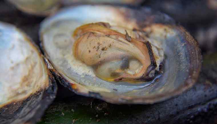 蚌壳怎么读 河蚌价格多少钱一斤 河蚌有什么营养价值