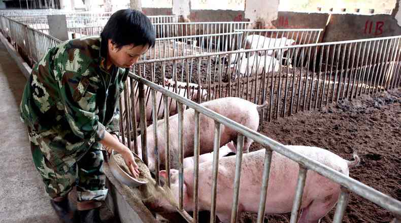 温氏集团养猪加盟条件 温氏养猪是骗局吗？ 促进消费发展是好项目