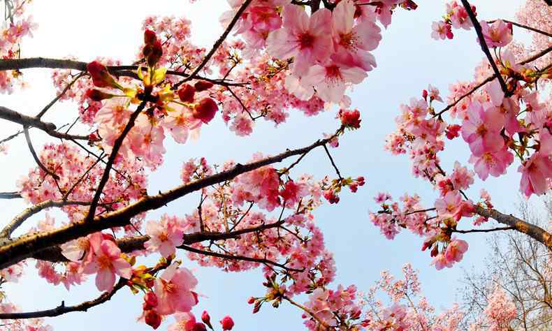 上海樱花节 2019上海樱花节门票价格 开幕在即设五大赏樱区