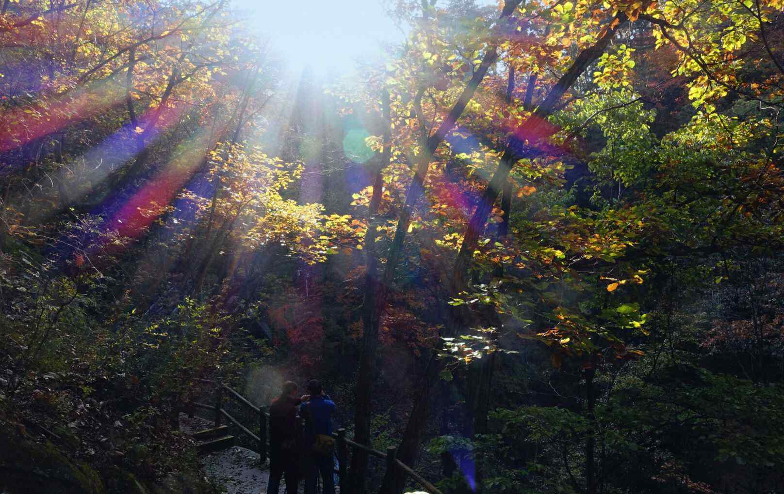 世界生物圈保护区 寶天曼——世界生物圈保护区