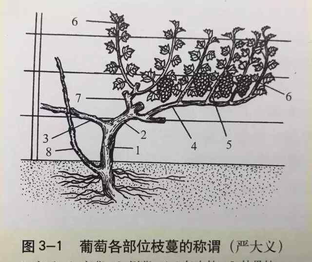 红提葡萄 红提葡萄管理技术