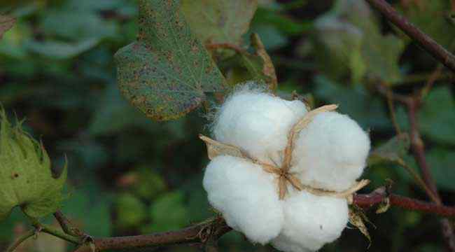 棉花期货 棉花期货的合约标准