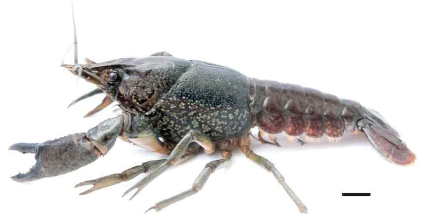 孤雌生殖 繁殖力超强 能"孤雌生殖"的小龙虾“攻陷”欧洲