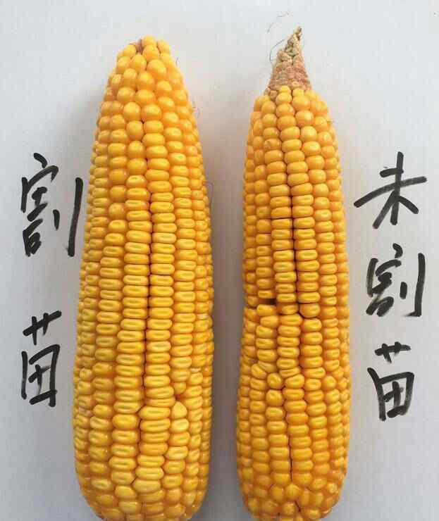玉米割苗能增产吗 --鑫泰丰农业科技有限公司--玉米割苗增产新技术