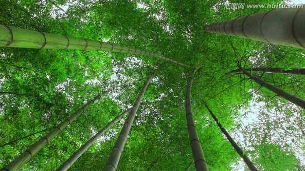 竹子的品质 竹的品德一一竹的启迪 ！
