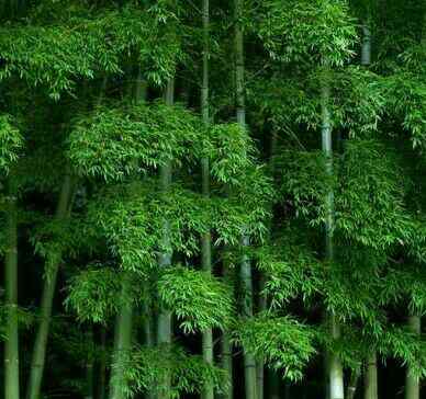 竹子的品质 竹的品德一一竹的启迪 ！