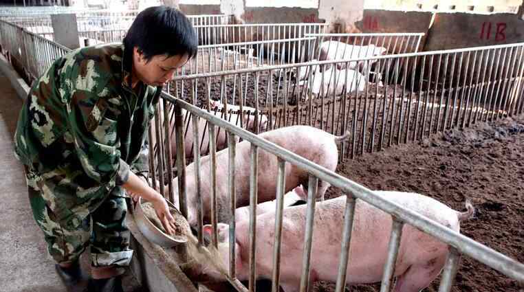 养猪需要办理什么证件 养猪需要办什么证 投资开个养猪场需要多少钱？