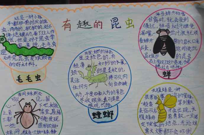 石蚕图片 保护昆虫手抄报图片大全