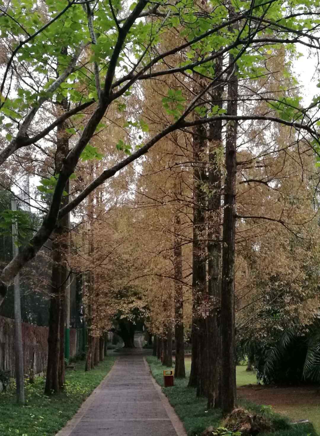 水杉树 水杉树，秋之美！