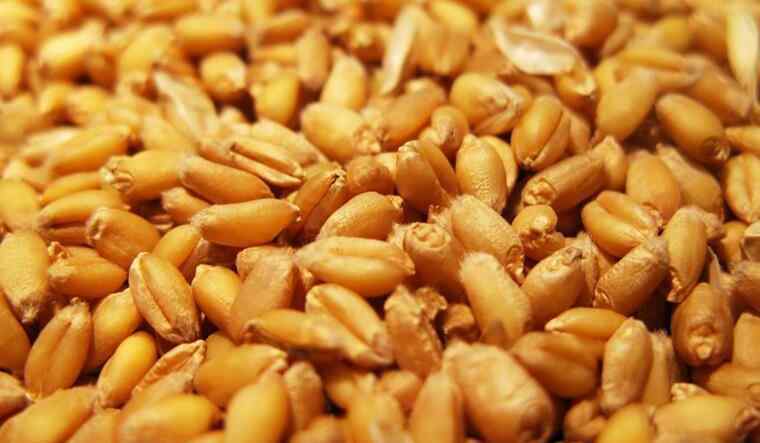 2017年小麦补贴什么时候发放 2019年粮食直补什么时候领取 粮食发放时间曝光
