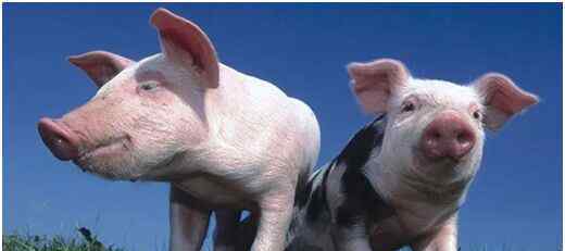 猪病的防治 引起猪全身发紫的七大疾病鉴别与防治