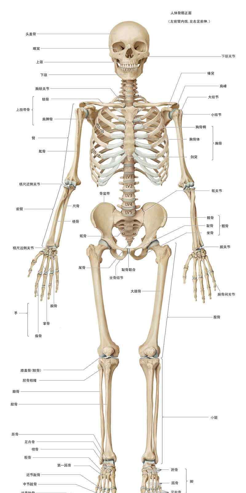 人体骨骼图,肌肉骨骼框架图