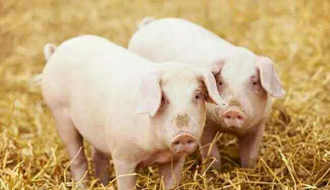 怎样喂猪长得快 生料喂猪八注意，让你家猪长得比别家快！