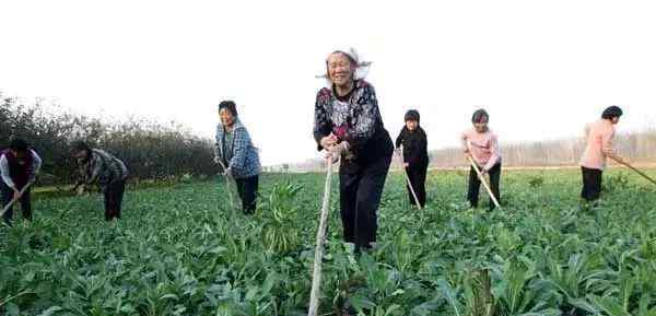 板蓝根冲剂在中国绝大多数地域均有种植
