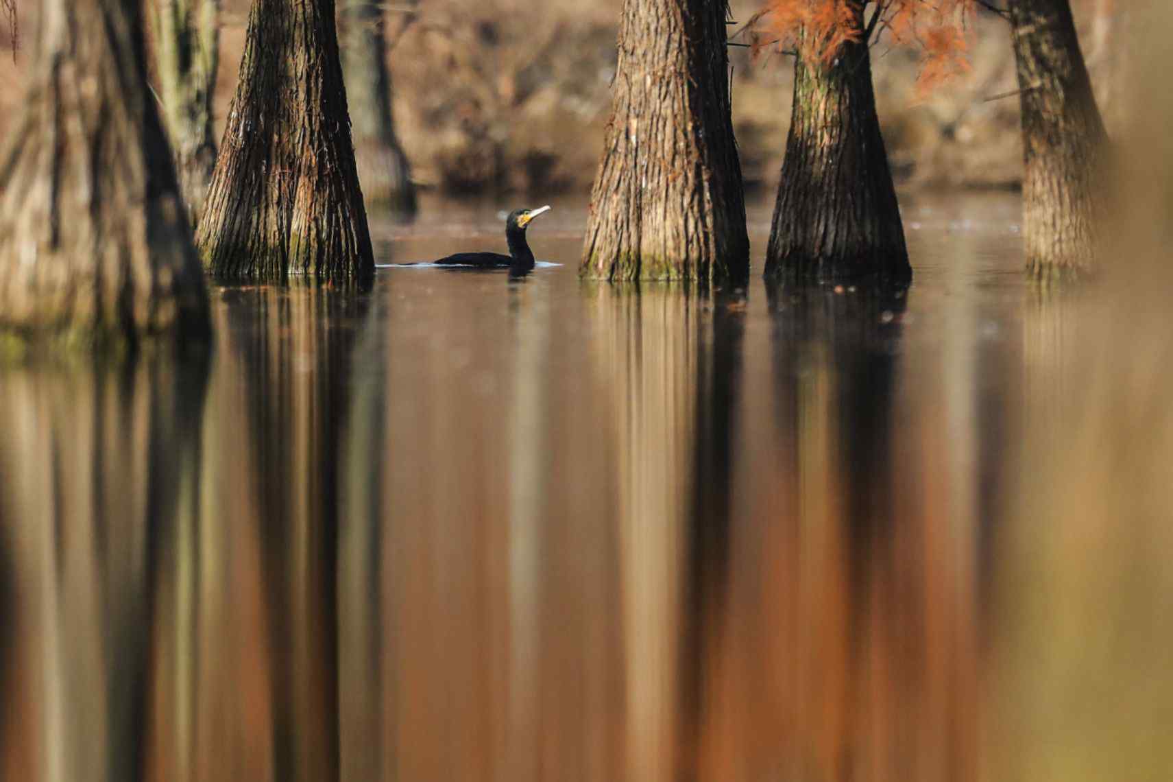 池杉 走进池杉湖