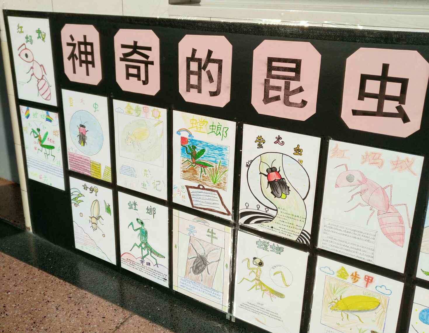 昆虫名片 神奇的昆虫世界