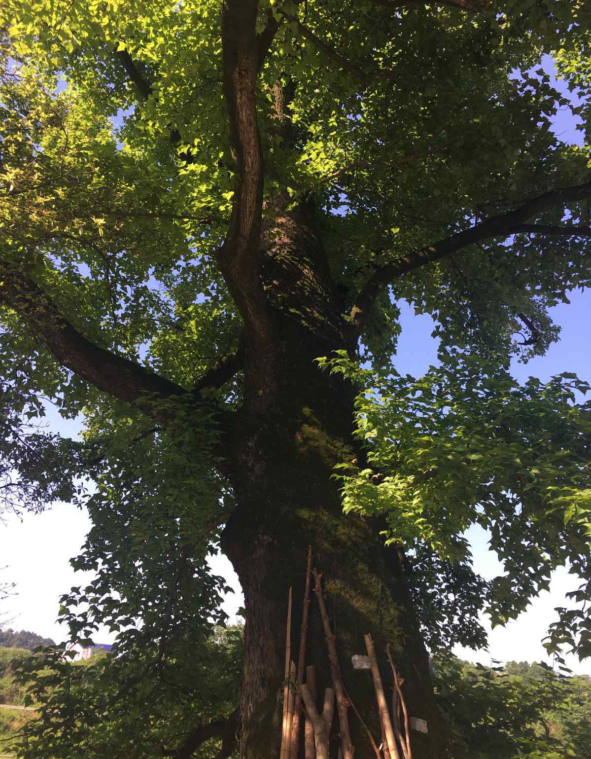 滴水洞别墅 登韶山龙头山虎歇坪游滴水洞