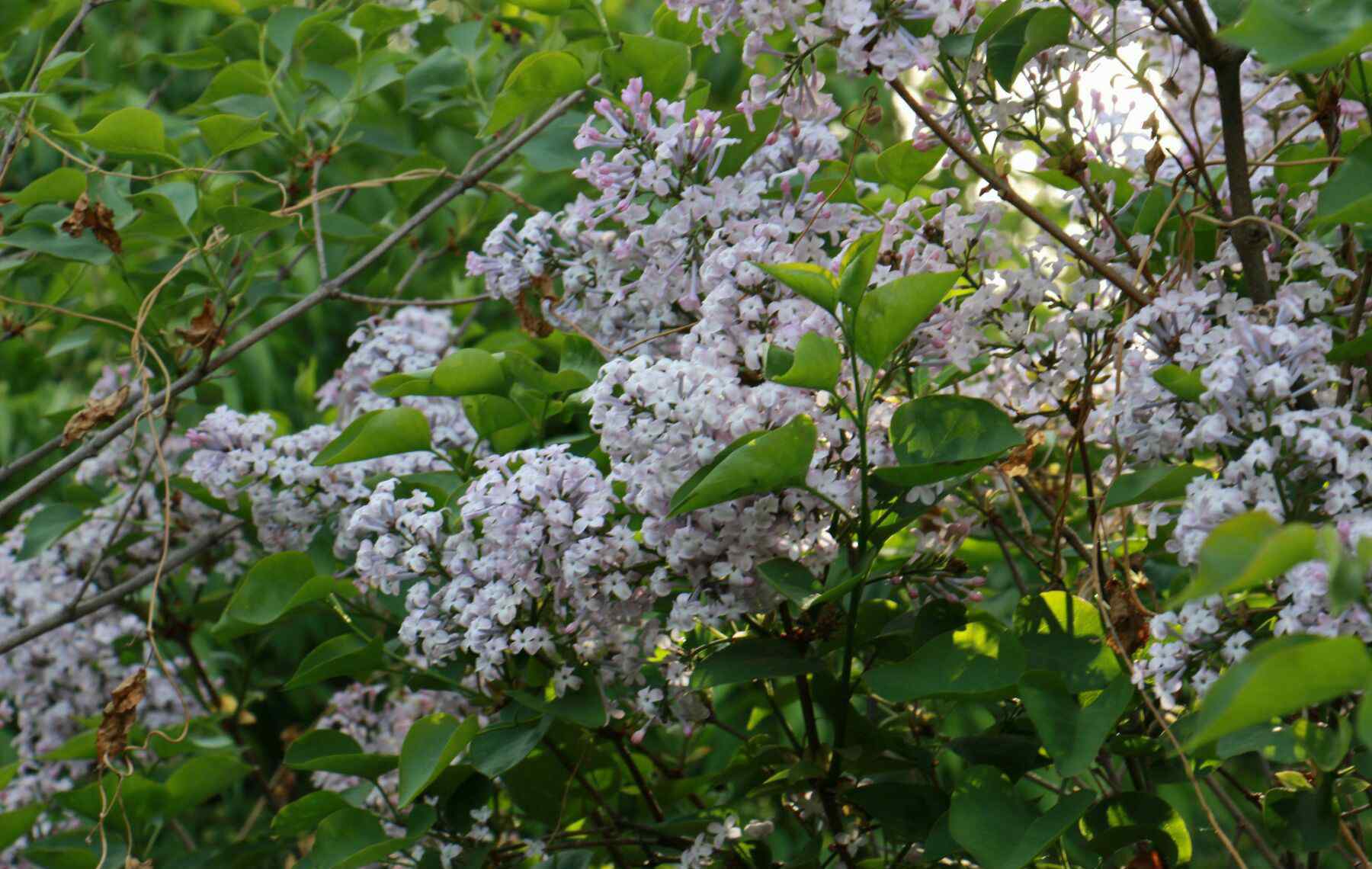 五月丁香花开 盛开在五月的丁香花