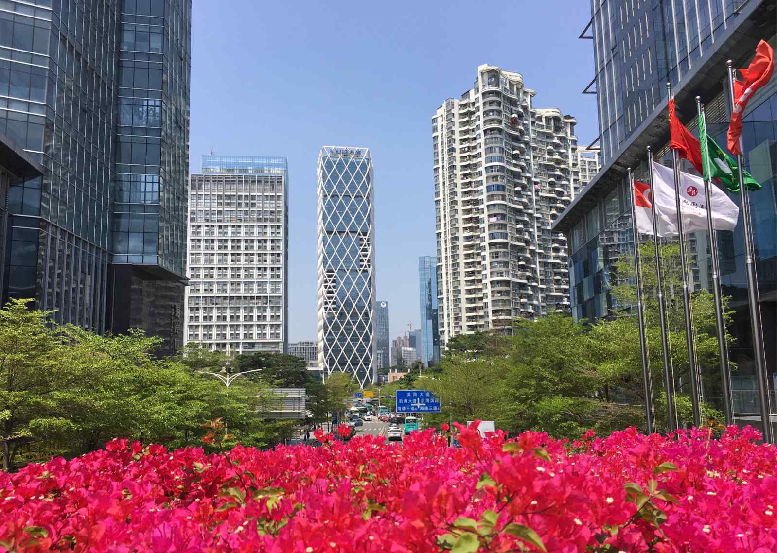 深圳市市花 深圳市花——勒杜鹃