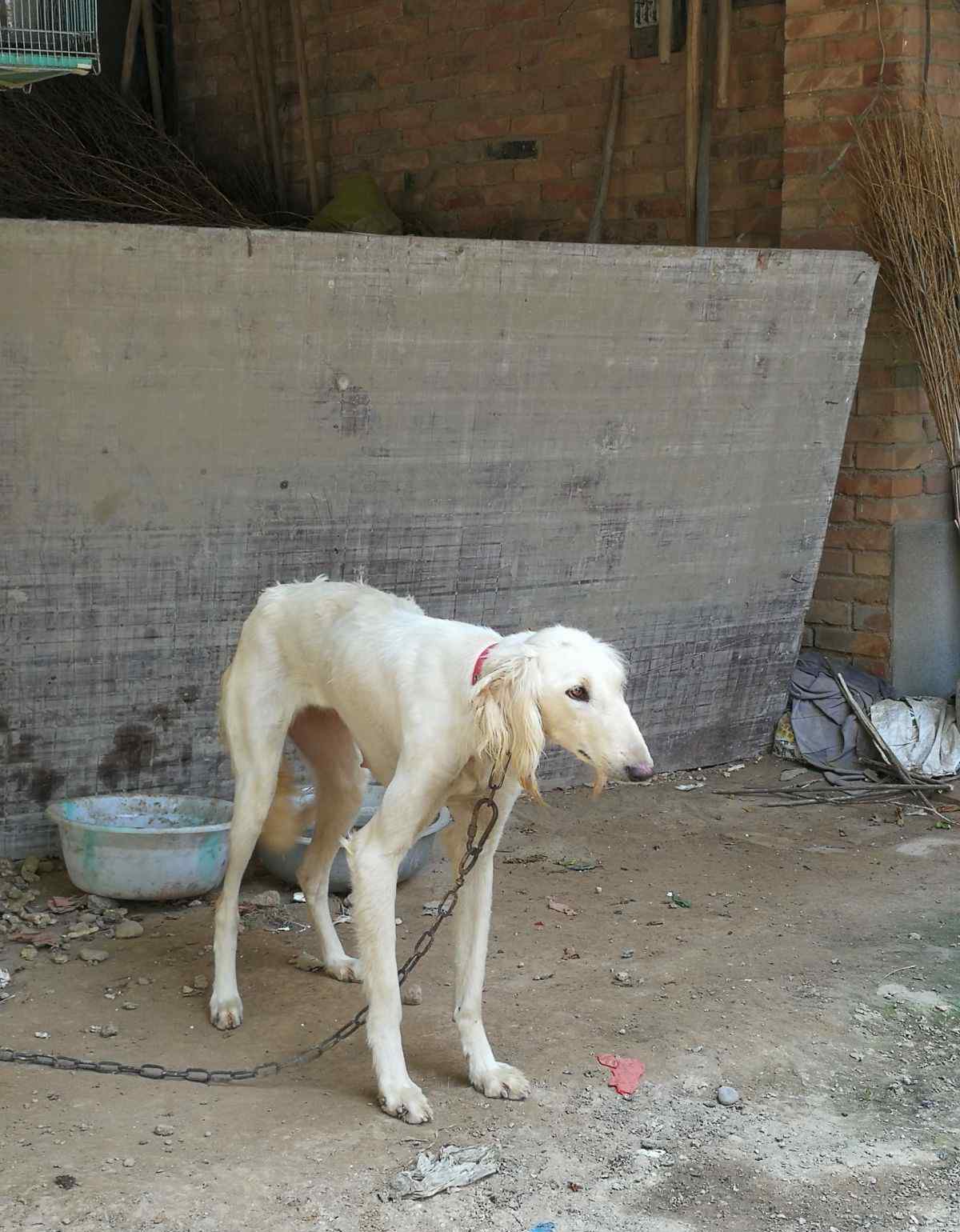 陕西细犬 1岁格力犬陕西细狗抓兔子狗老细转让