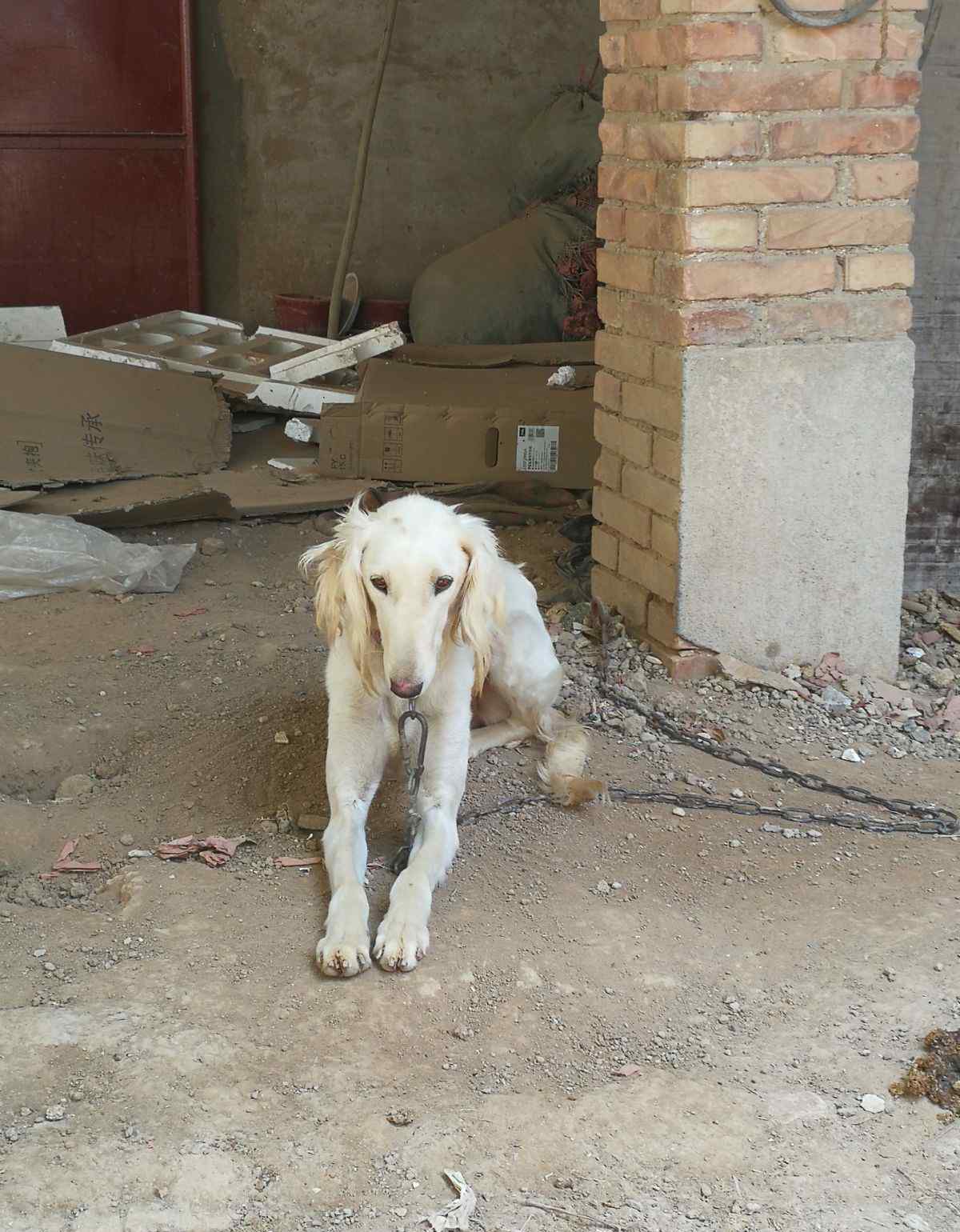 陕西细犬 1岁格力犬陕西细狗抓兔子狗老细转让