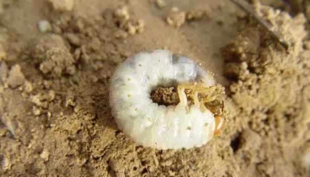 在中国,见到这种白色体肥厚的小虫子,是否马上想起它是一顿特色