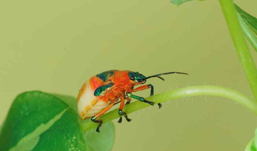 黄金龟甲虫是世界上最小和最美丽动人的全透明微生物之一