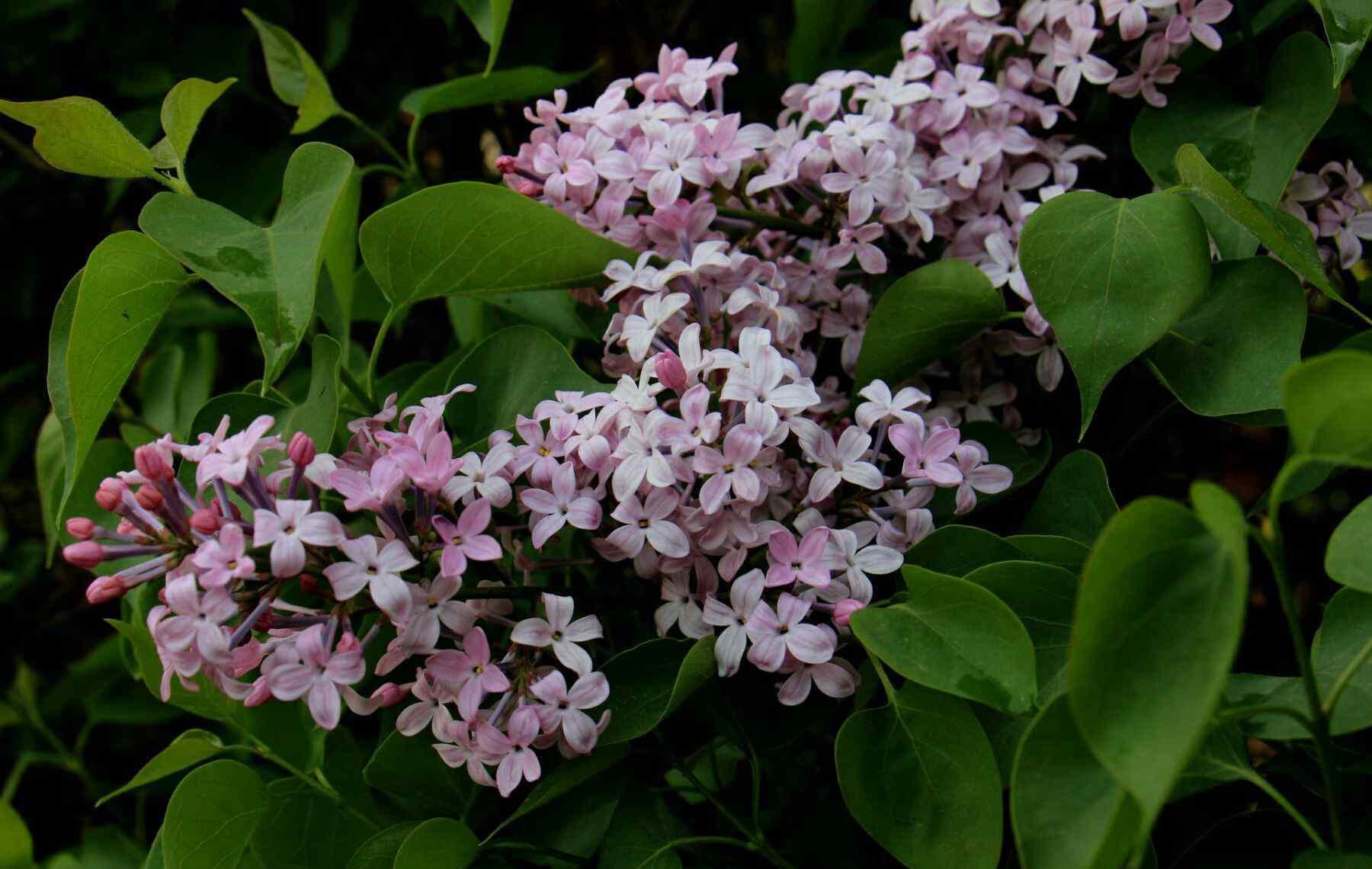 五月丁香花开 盛开在五月的丁香花