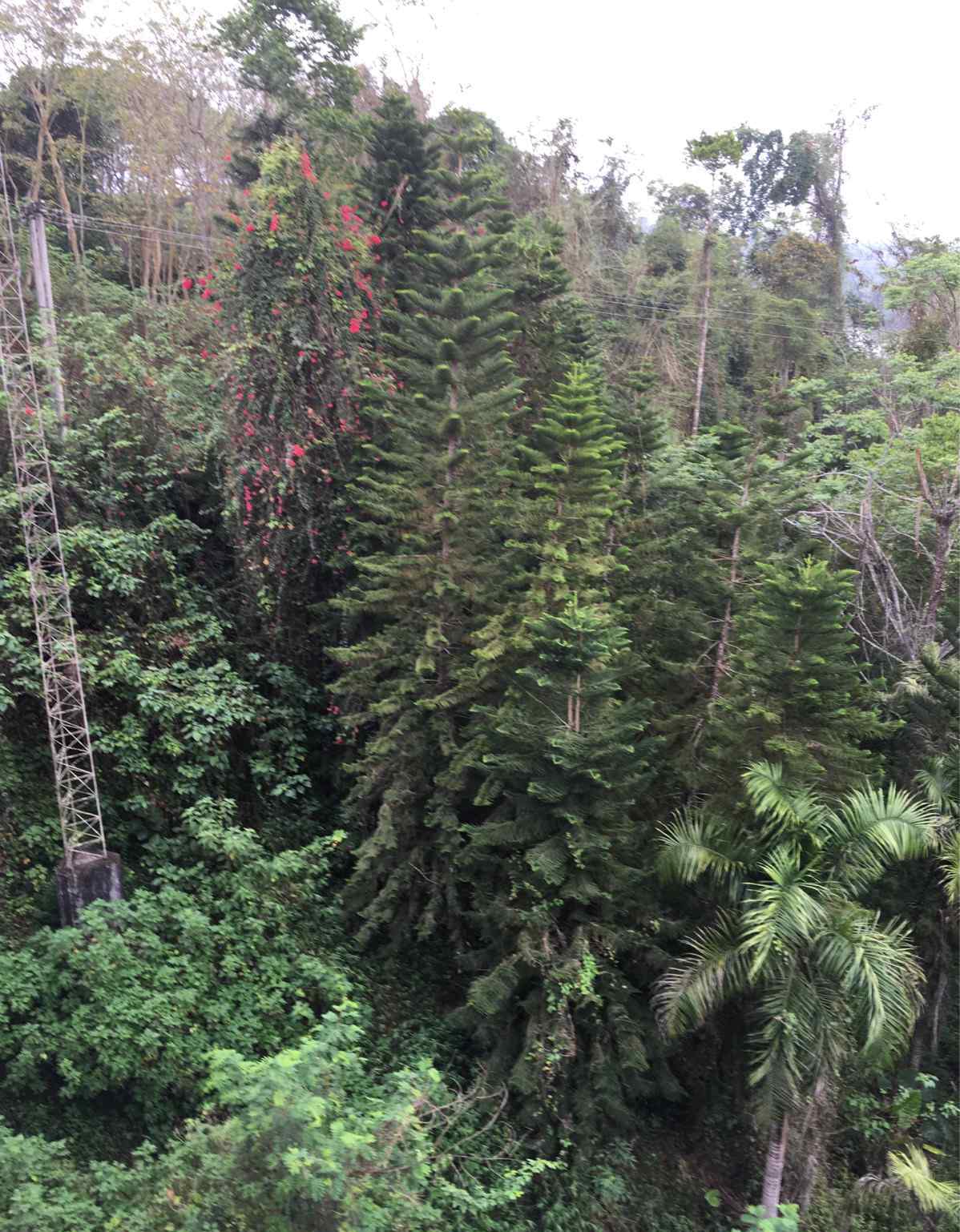 绞杀榕 中国科学院西双版纳热带植物园——热带雨林和绿石林