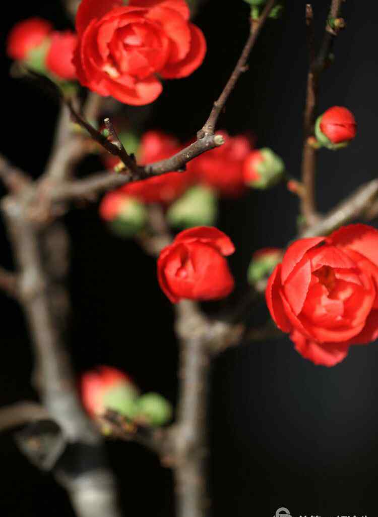 梅花的品质和精神 梅花是中华民族与中国精神的象征，象征坚韧不拔，不屈不桡，奋勇当先，自强不息的精神品质！