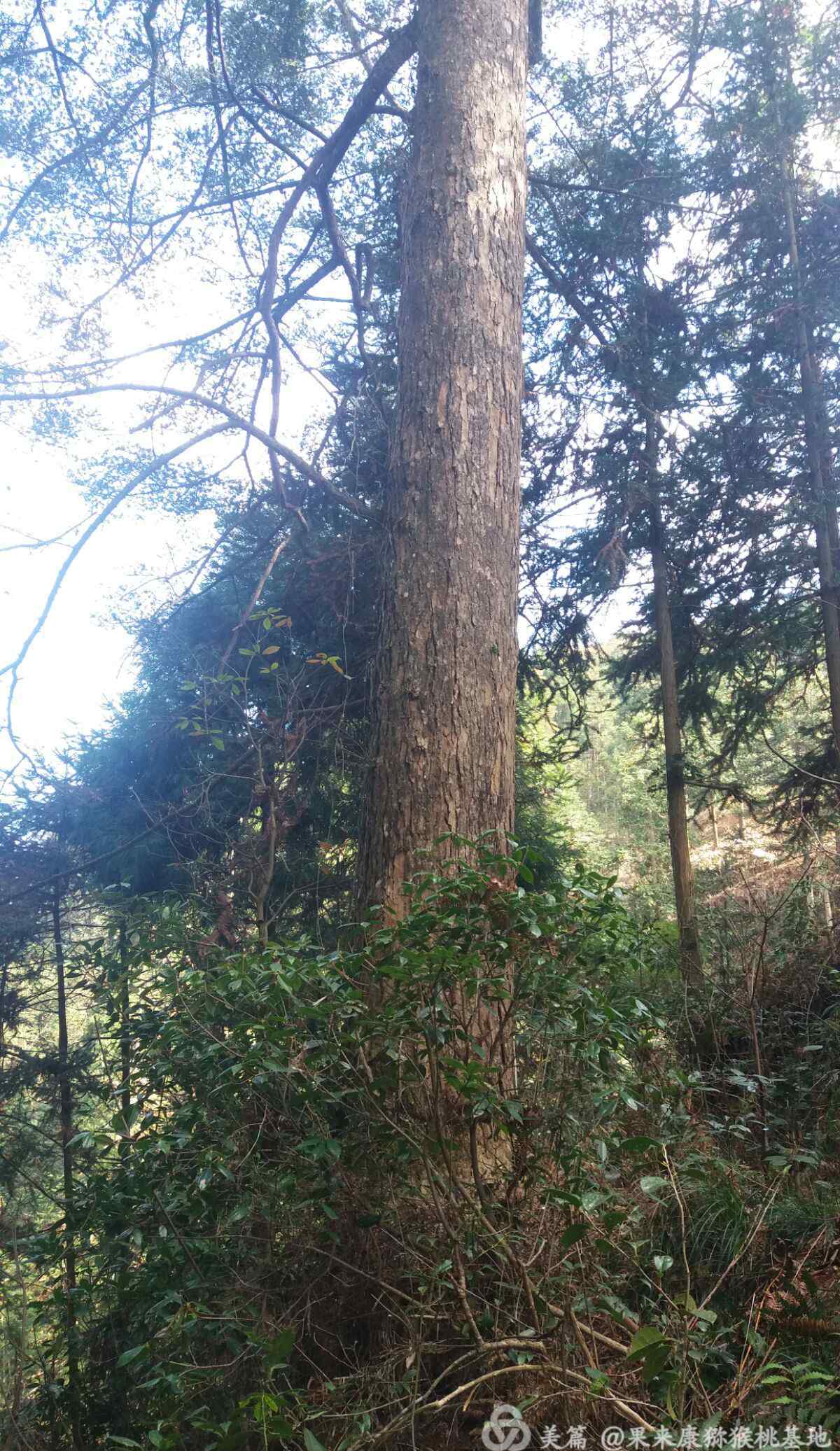 活化石图片 大洋.冷杉，缙云人自己身边的植物活化石