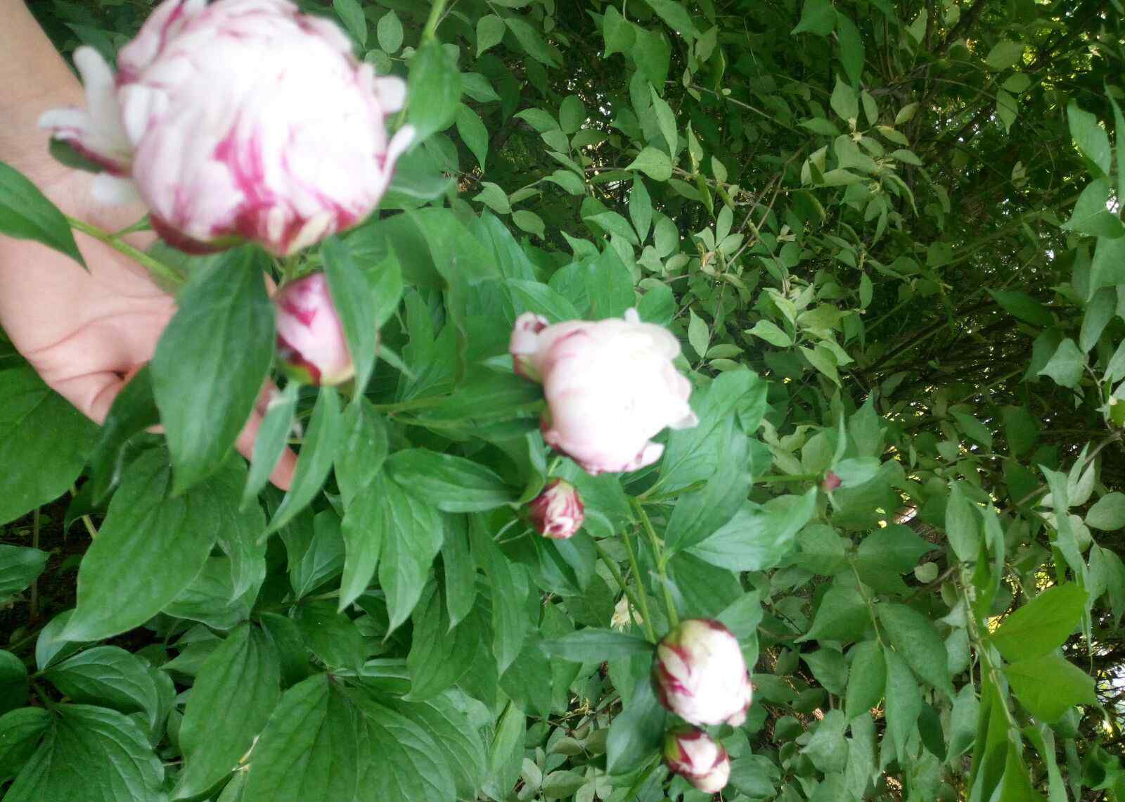 早春的芍药 芍药花语:美丽动人、依依不舍、难舍难分。开于春末，又名"将离"或"离草"。