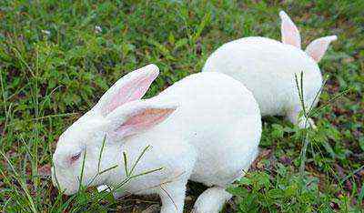小兔子为食草类动物,爱喂草
