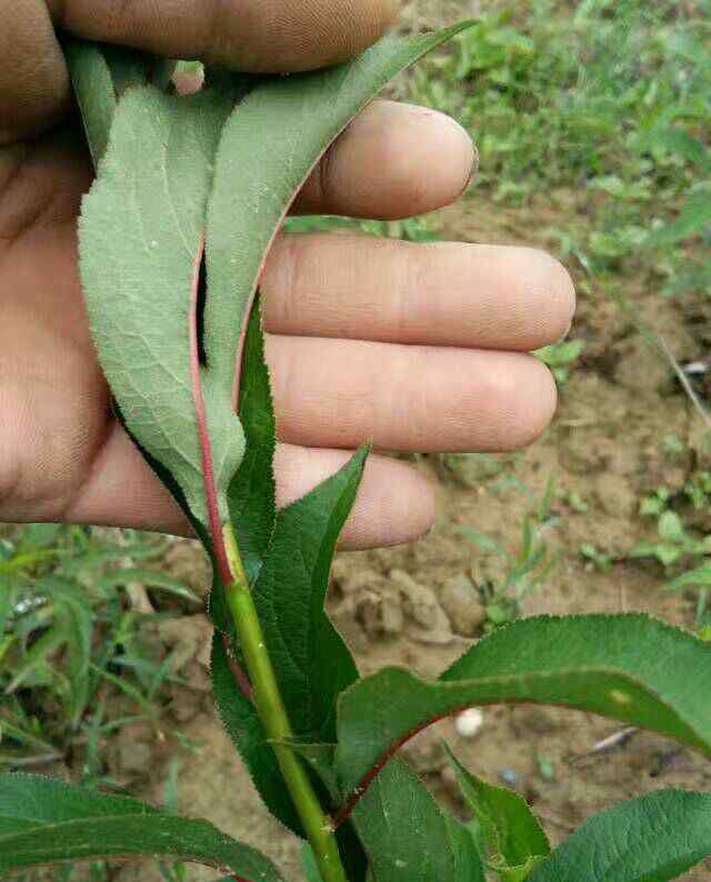 蜂糖李 蜂糖李