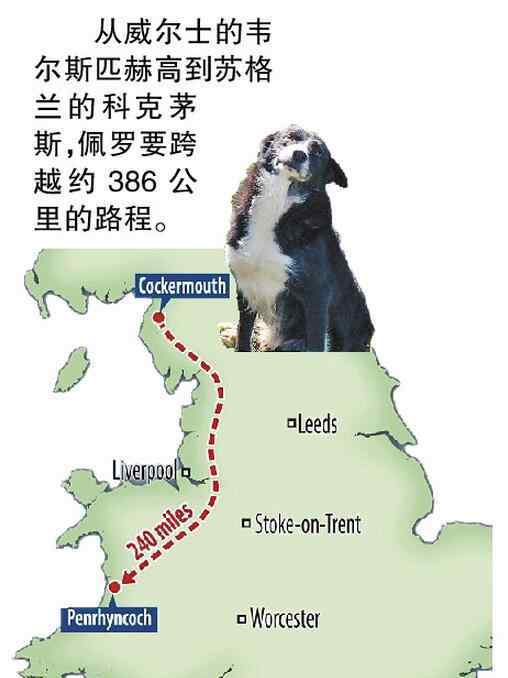 英国牧羊犬 英国思乡牧羊犬 12天跨越400公里返家