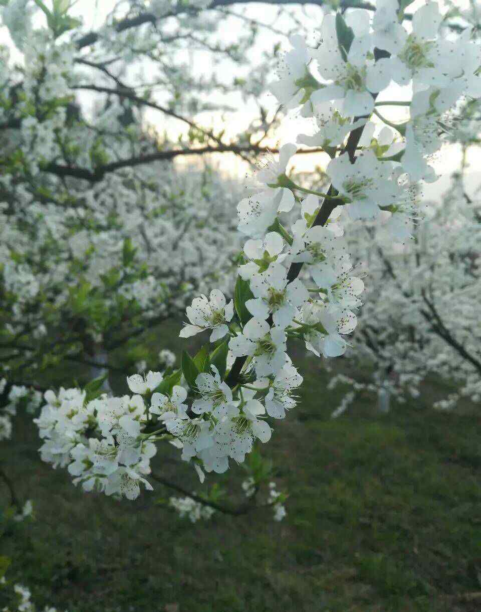 蜂糖李 蜂糖李