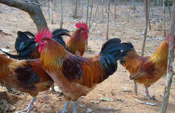 散养鸡具备本土化种类、存活率高、病症少、服药少、喂养低成本、