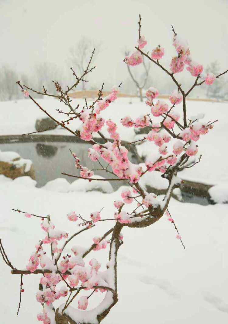 飞雪迎春到 风雨送春归，飞雪迎春到