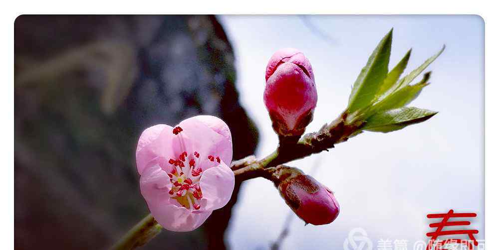 关于桃花的古诗大全 桃花朵朵开 一一描写桃花的古诗词