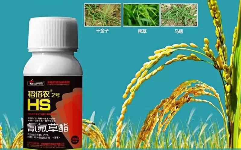 氰氟草酯是芳氧苯氧丙酸类灭草剂中惟一对稻谷具备高宽比安全系