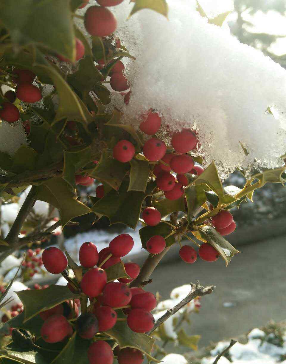 枸骨果的作用功效 雪中红果 经冬不凋的枸骨树
